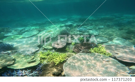 Coral bleaching in Nago Bay, Okinawa Coral bleaching in Nago Bay, Okinawa 117371203