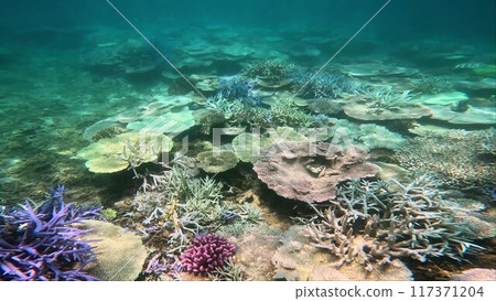 Coral bleaching in Nago Bay, Okinawa 117371204