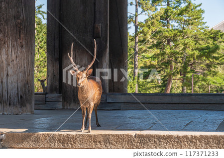 Todaiji Namdaemun和鹿 117371233