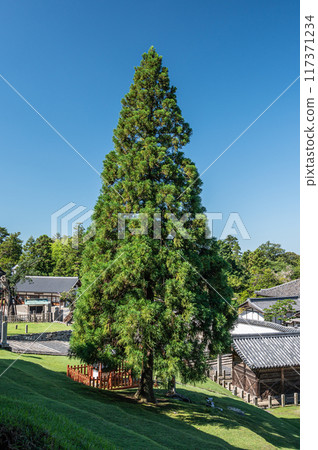 Roben Cedar of Todaiji Temple's Nigatsudo Hall Roben Cedar of Todaiji Temple's Nigatsudo Hall 117371234