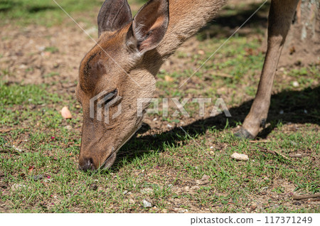 鹿吃草，東大寺院內 117371249