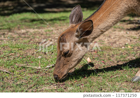 Deer eating grass in the grounds of Todaiji Temple Deer eating grass in the grounds of Todaiji Temple 117371250