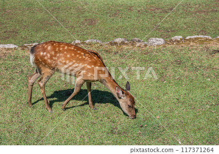 Deer at the foot of Mt. Wakakusa Deer at the foot of Mt. Wakakusa 117371264