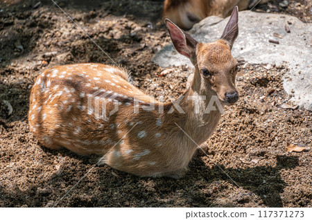 Deer cooling off in a stream, Nara Park Deer cooling off in a stream, Nara Park 117371273
