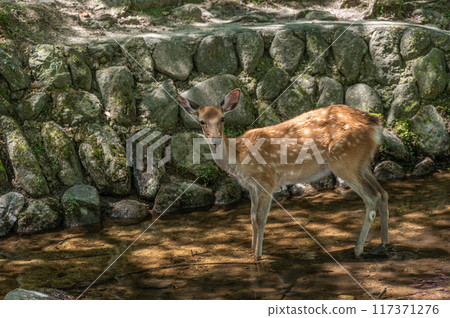 Deer cooling off in a stream, Nara Park 117371276