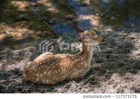 鹿在溪流中降溫,奈良公園 鹿在溪流中降溫,奈良公園 117371278