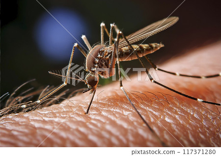 Mosquito. Bite. Close-up of a mosquito on the skin. Moment when the mosquito is biting the person's skin. Bite on the arm, legs and body. Transmitters of diseases such as lameness, West Nile virus. Mosquito. Bite. Close-up of a mosquito on the skin. Moment when the mosquito is biting the person's skin. Bite on the arm, legs and body. Transmitters of diseases such as lameness, West Nile virus. 117371280