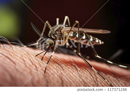 Mosquito. Bite. Close-up of a mosquito on the skin. Moment when the mosquito is biting the person's skin. Bite on the arm, legs and body. Transmitters of diseases such as lameness, West Nile virus. Mosquito. Bite. Close-up of a mosquito on the skin. Moment when the mosquito is biting the person's skin. Bite on the arm, legs and body. Transmitters of diseases such as lameness, West Nile virus. 117371286