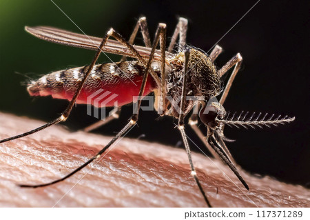 Mosquito. Bite. Close-up of a mosquito on the skin. Moment when the mosquito is biting the person's skin. Bite on the arm, legs and body. Transmitters of diseases such as lameness, West Nile virus. 117371289