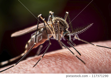 Mosquito. Bite. Close-up of a mosquito on the skin. Moment when the mosquito is biting the person's skin. Bite on the arm, legs and body. Transmitters of diseases such as lameness, West Nile virus. 117371290