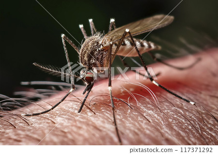 Mosquito. Bite. Close-up of a mosquito on the skin. Moment when the mosquito is biting the person's skin. Bite on the arm, legs and body. Transmitters of diseases such as lameness, West Nile virus. Mosquito. Bite. Close-up of a mosquito on the skin. Moment when the mosquito is biting the person's skin. Bite on the arm, legs and body. Transmitters of diseases such as lameness, West Nile virus. 117371292
