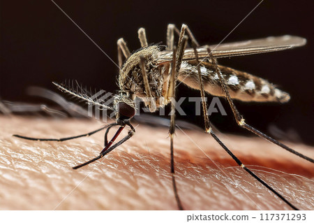 Mosquito. Bite. Close-up of a mosquito on the skin. Moment when the mosquito is biting the person's skin. Bite on the arm, legs and body. Transmitters of diseases such as lameness, West Nile virus. Mosquito. Bite. Close-up of a mosquito on the skin. Moment when the mosquito is biting the person's skin. Bite on the arm, legs and body. Transmitters of diseases such as lameness, West Nile virus. 117371293