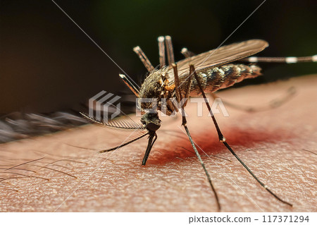 Mosquito. Bite. Close-up of a mosquito on the skin. Moment when the mosquito is biting the person's skin. Bite on the arm, legs and body. Transmitters of diseases such as lameness, West Nile virus. Mosquito. Bite. Close-up of a mosquito on the skin. Moment when the mosquito is biting the person's skin. Bite on the arm, legs and body. Transmitters of diseases such as lameness, West Nile virus. 117371294