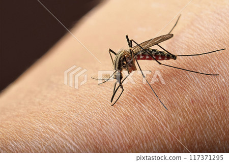 Mosquito. Bite. Close-up of a mosquito on the skin. Moment when the mosquito is biting the person's skin. Bite on the arm, legs and body. Transmitters of diseases such as lameness, West Nile virus. Mosquito. Bite. Close-up of a mosquito on the skin. Moment when the mosquito is biting the person's skin. Bite on the arm, legs and body. Transmitters of diseases such as lameness, West Nile virus. 117371295