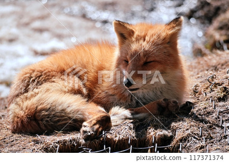 Kita fox Kita fox 117371374