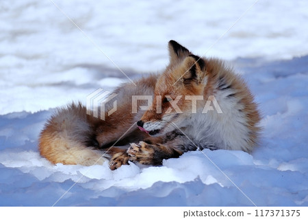 Kita fox Kita fox 117371375