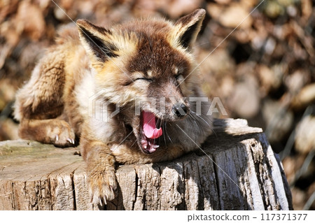 cross fox cross fox 117371377