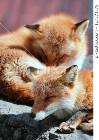 Kita fox Kita fox 117371379