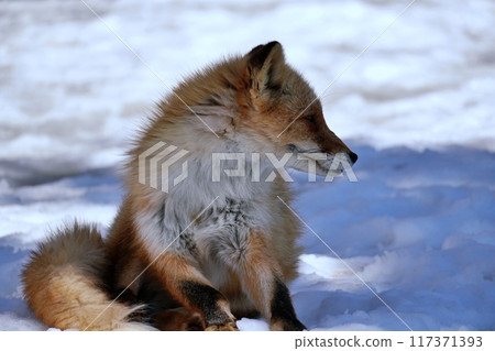 Kita fox Kita fox 117371393