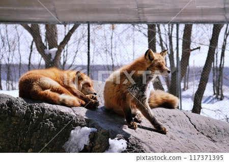 Kita fox Kita fox 117371395