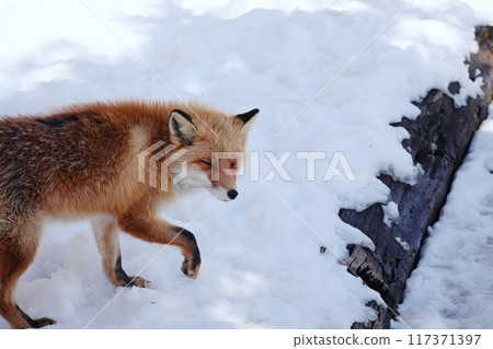 Kita fox Kita fox 117371397