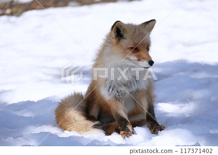 Kita fox Kita fox 117371402