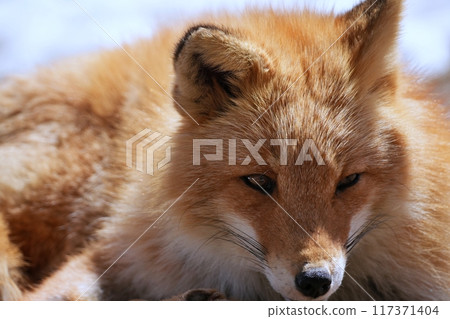 Kita fox Kita fox 117371404