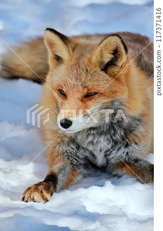 Kita fox Kita fox 117371416