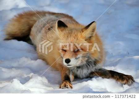 Kita fox Kita fox 117371422