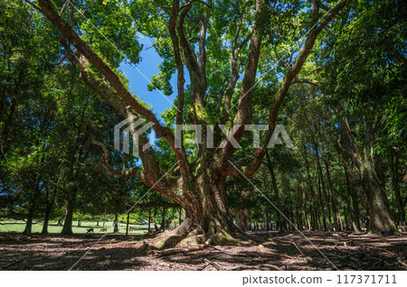 Large tree in Nara Park, Tobihino Garden 117371711