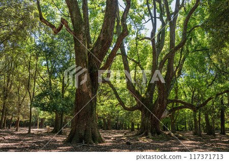 Large tree in Nara Park, Tobihino Garden 117371713