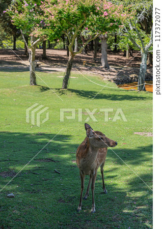 奈良公園的鹿 奈良公園的鹿 117372077