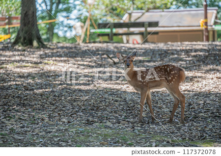 奈良公園的鹿 117372078