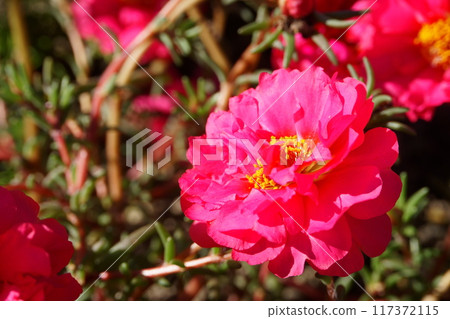 Portulaca blooming in the garden 117372115