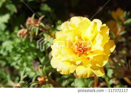 花園裡盛開的馬齒莧 117372117
