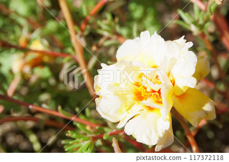 Portulaca blooming in the garden 117372118