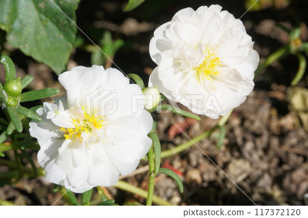 花園裡盛開的馬齒莧 117372120