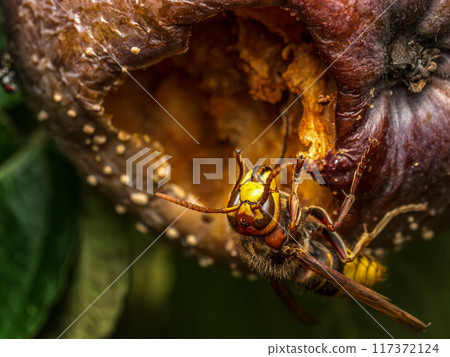 A hornet eating rotten apple A hornet eating rotten apple 117372124