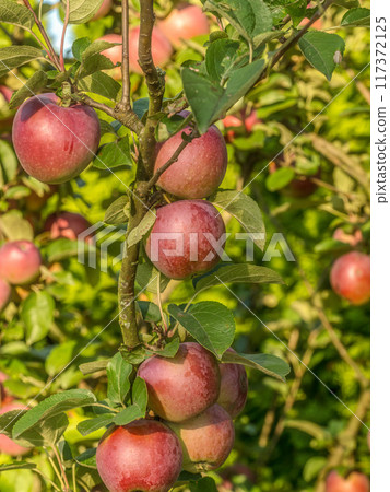 Ripe red apples ripening on the tree 117372125