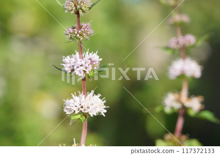 Peppermint flower in Hokkaido 117372133