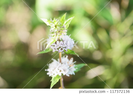 北海道的薄荷花 117372136