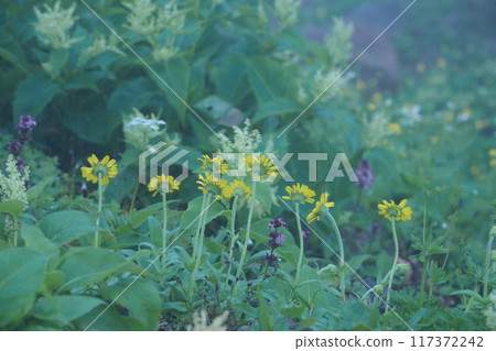 霧中綻放的兔雛菊的後視圖 霧中綻放的兔雛菊的後視圖 117372242