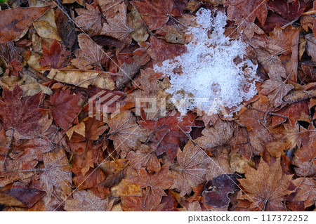 Snow and fallen leaves texture 117372252