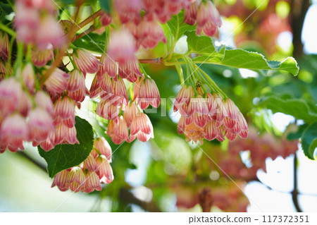 Blurred front of Enkianthus campanulatus 117372351