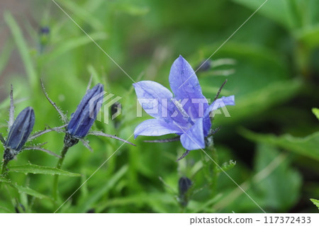 Iwagikyou flowers blooming in the rain 117372433