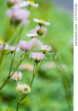 Blurred Dandelion 117372500