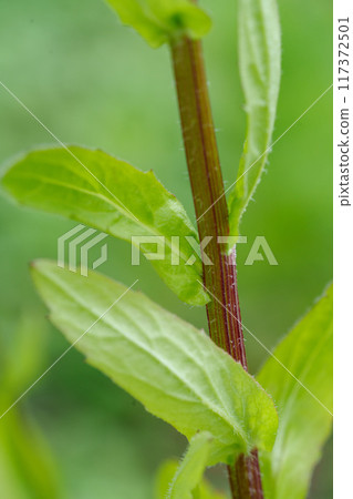 Close-up of the leaves of the fleabane 117372501