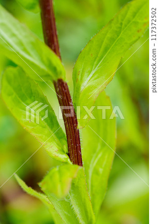 Beautiful green leaves of the phillyraeoides 117372502