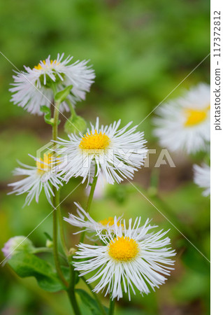 翡翠花盛開的田野 117372812