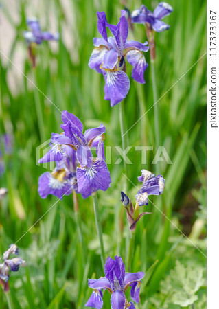 Iris prismatica blooming in spring Iris prismatica blooming in spring 117373167